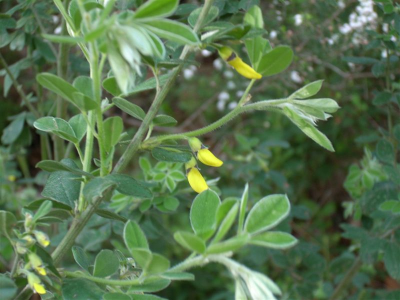 Cytisus villosus / Citiso trifloro